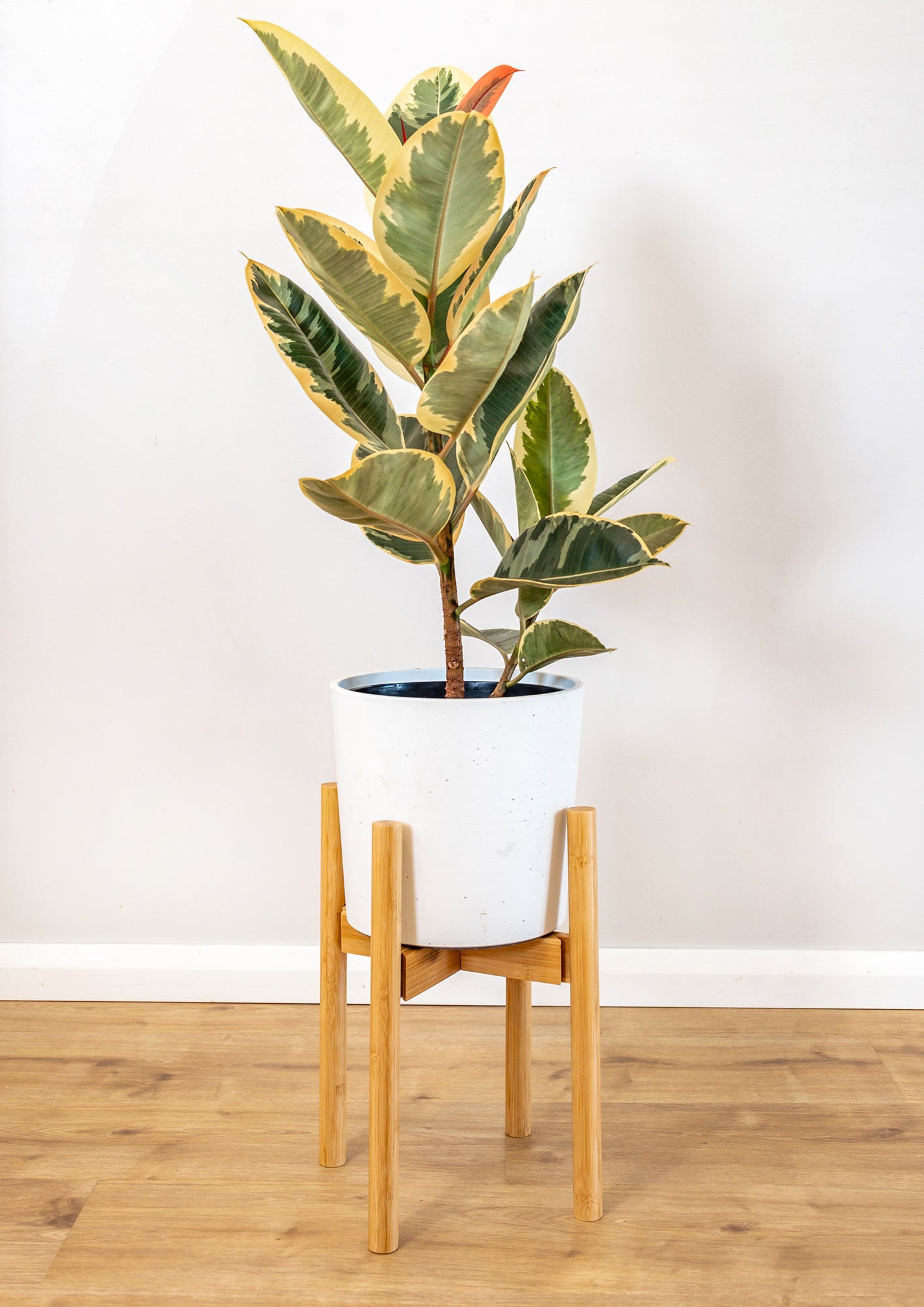 Adjustable Bamboo Plant Stand - Natural | Plantly Co